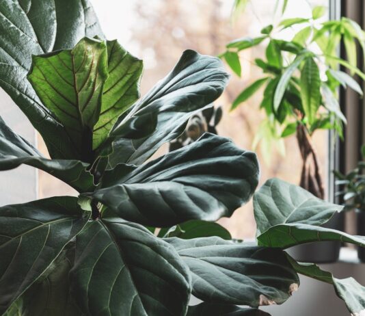 גלה את העולם של צמחייה מלאכותית